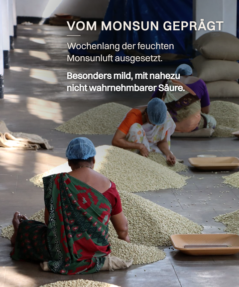 Monsooning-Halle in Indien: Frauen sortieren ausgebreitete Kaffeebohnen – Vom Monsun geprägt